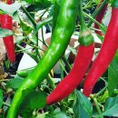 빨간고추 이미지