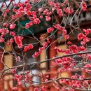 의림사 | 홍매화가 가득한 의림사