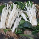 백아산관광목장 이미지