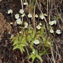 고산벌레잡이제비꽃 [Alpine butterwort (Pinguicula alpina)] 이미지