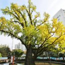 방학동 은행나무 이미지