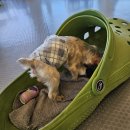 똥강아지네 | 중랑구애견카페 똥강아지카페 내돈내산 멍푸치노 맛집