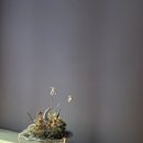 달의 꿈 이미지