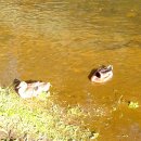 다시오리 이미지