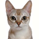 나비캐터리 이미지