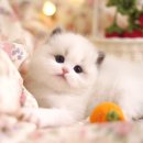 강남고양이분양 호야캣 | 🐱 고양이분양 처음이라면 꼭 보세요! 강남고양이분양 호야캣 정보 가이드를 알려드리겠습니다