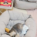 쌀롱 드 빼로 이미지