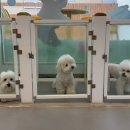 오션유치원 | 진해 용원동 강아지유치원 입학테스트 등원 후기!