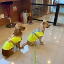 미래지동물의료센터 이미지