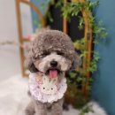 마미몽 펫샵 이미지