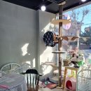 개이쁜냥 이미지