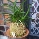 풍란 | 풍란 무명색화