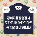 두류동물병원 네이버블로그