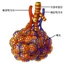 심장과 폐의 혈액순환 이미지