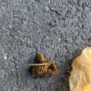 마곡나무 동물병원 이미지