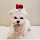 광주강아지분양 애견분양 마마스미독 광주점 이미지