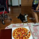 동네강아지 이미지