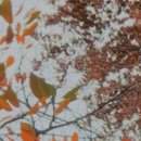 최우식노즈립성형외과의원 이미지