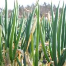 환절기 감기몸살에 파뿌리 이미지