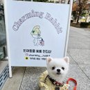 챠밍애견 이미지