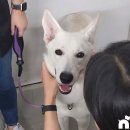 보노펫(BONO PET) | 서울패션위크 얼킨 이성동 디자이너와 함께한 펫브랜드 런샷