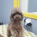 왈왈이발소 이미지