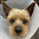 안동동물의료센터 이미지