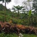 실론농장 이미지