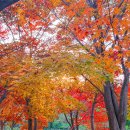 하나교 생태통로 앞 | 가을 경기도 광주 여행 경안천습지생태공원 단풍 산책 실시간