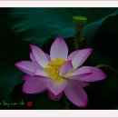 덕진-47 이미지