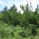 고성리-8 이미지