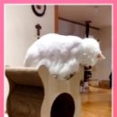 벨라 모먼트 이미지