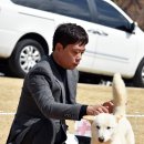 한국진도견협회