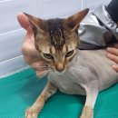 엔젤심리 | 광주 북구 일곡동 ‘엔젤애견’에서 만난 아비시니안 단모종 고양이 미용 이야기