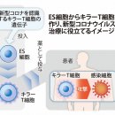 코로나를 노려서 공격하는 면역세포를 제작. 교토대학이 임상시험을 계획. 이미지