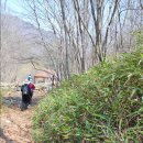 지리산 걷기코스 답사 둘째날 - 뱀사골계곡, 와운마을, 천년소나무 이미지