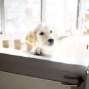 하얀강아지 이미지