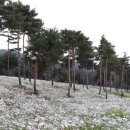 페스타 이미지