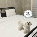 나봄온천 | 급하게 잡은 전북 숙소 1탄 | 애견동반 전북 장수 나봄리조트 빌라동 후기 | 무료온천은 덤덤덤
