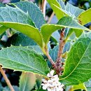 계수나무토끼한마리 이미지