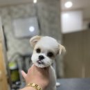 개털깎는마리오 이미지