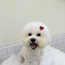 발렌티몽 이미지