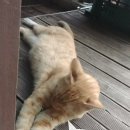 우리동네개냥이 네이버블로그