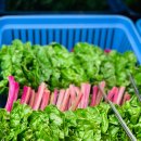 민들레쌈밥 이미지