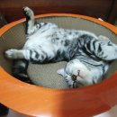 멍구야 놀자 이미지