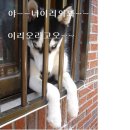 개와 고양이 이미지
