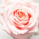페이퍼로즈 이미지