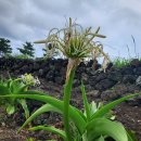 오소포연대 이미지