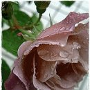 자연의 소리 이미지