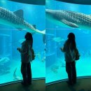 성은어린이집 | 우애좋은 오사카 🇯🇵🤡 3일차 | 해유관, 덴포잔 대관람차, 오사카성, 하루카스300 feat. 주유패스